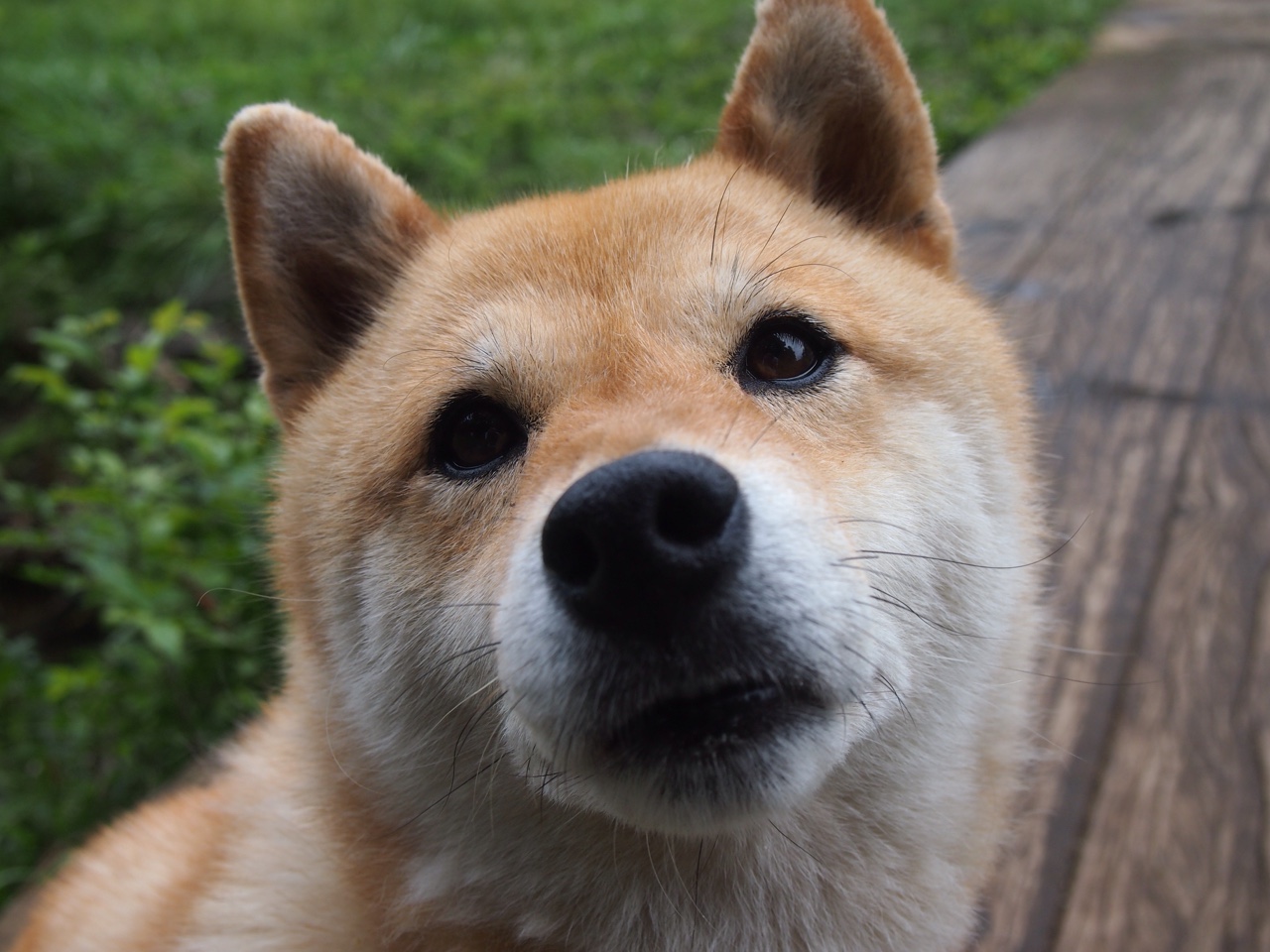 爱游戏娱乐-教科书与绝杀的交响，迪巴拉的完美一课与秘鲁的终场绝响