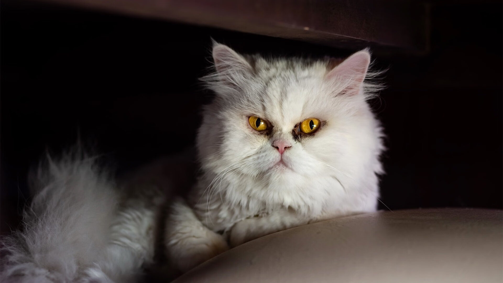 进攻风暴，阿尔瓦雷斯无人可挡，拉齐奥完胜切尔西