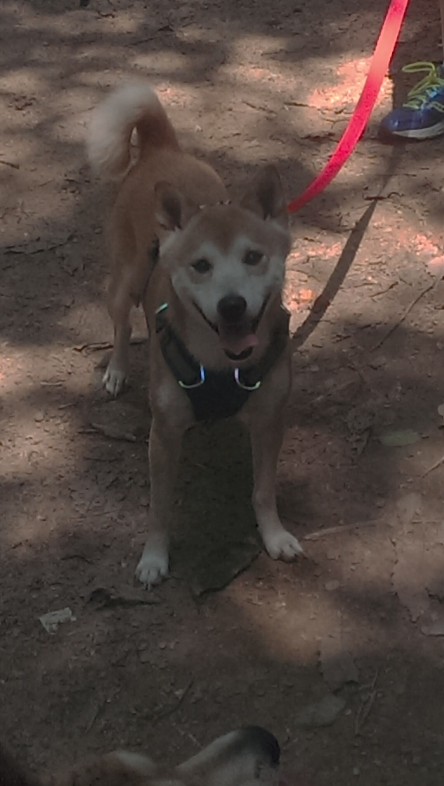 欧洲绿茵风云急,南美雄鹰振翅鸣—当英超争冠遭遇委内瑞拉风暴
