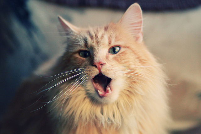 东契奇点燃全球篮球新秩序，开拓者终结北京队，关键先生改写历史