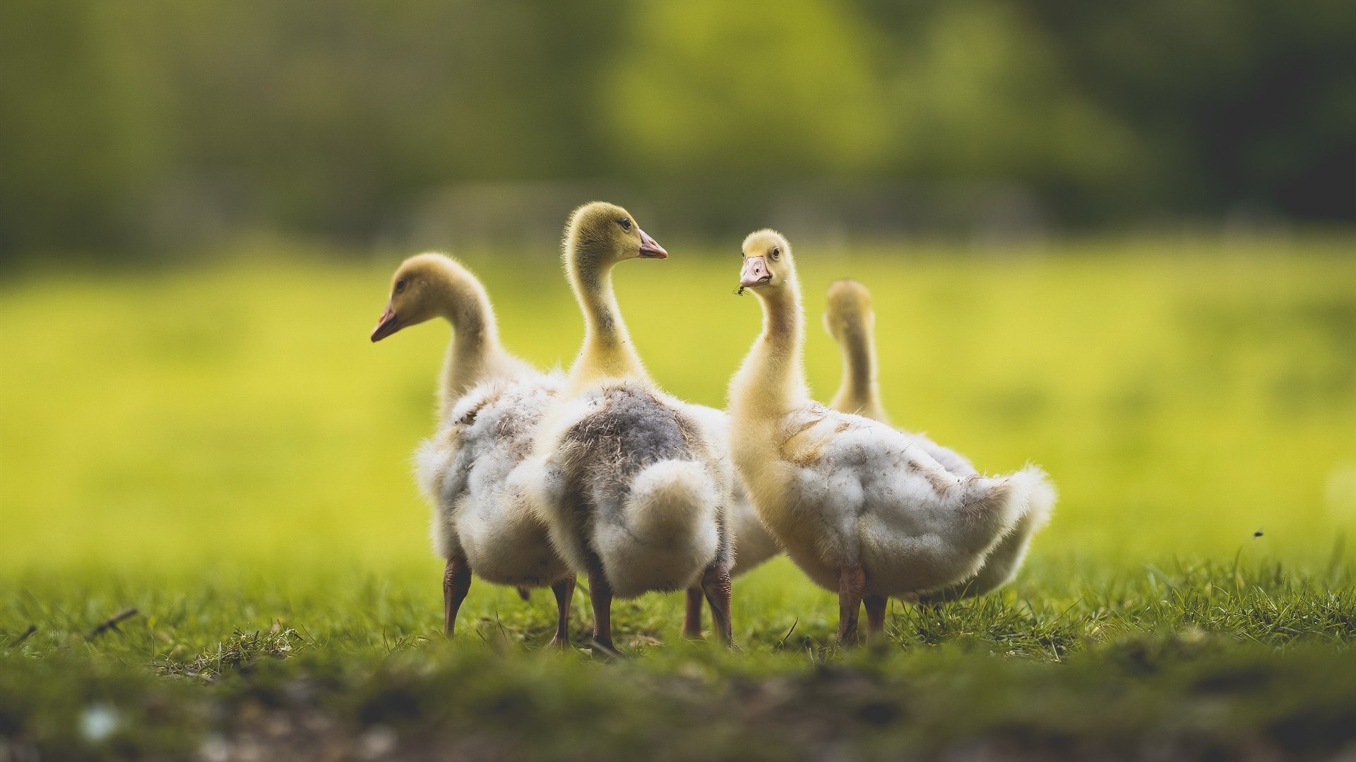 当伦纳德降临CBA，吉林绝境逆袭，一波流卷走新疆