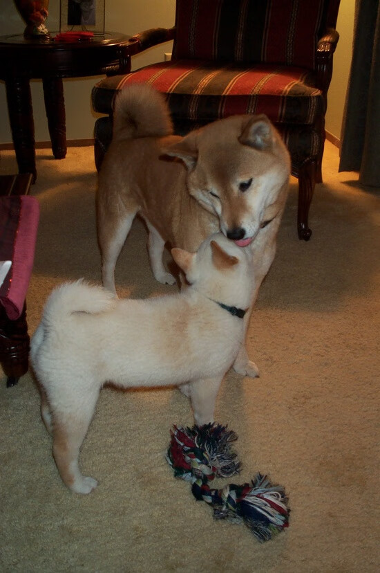 爱游戏官网-拉梅洛·鲍尔北京书写新秀教科书，印第安纳步行者淬火之战掀翻巨人