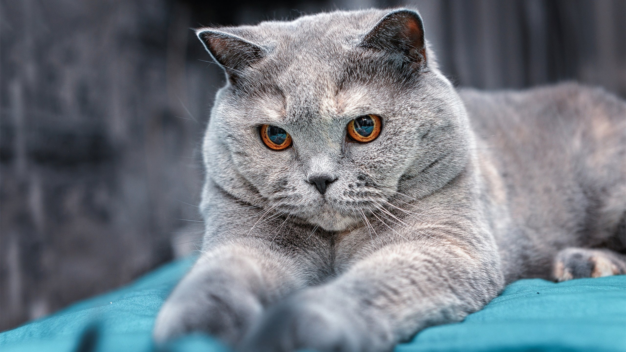 爱游戏官方-冰与火，当乌克兰的战歌压过伦敦的叹息