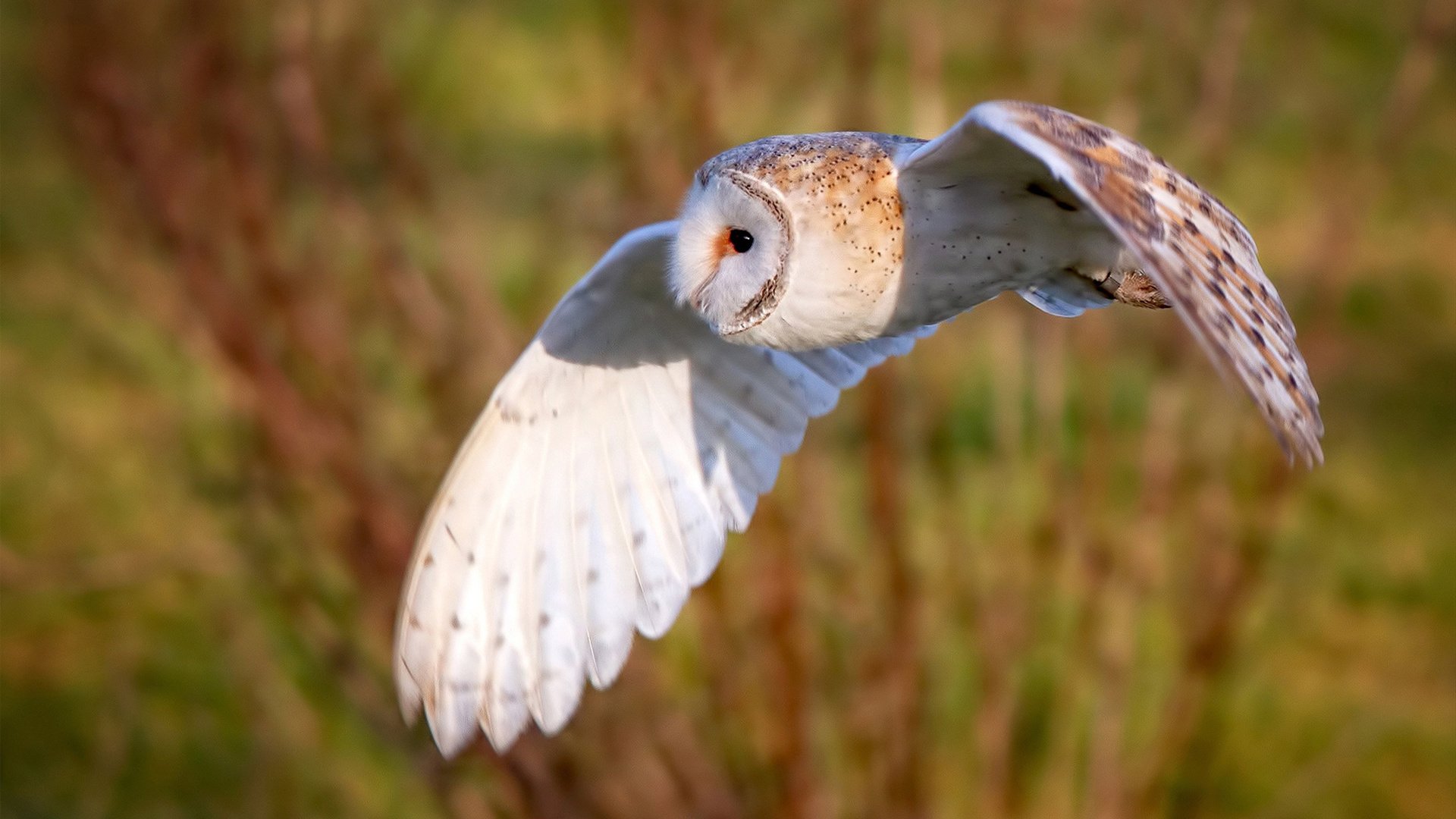 爱游戏大厅-牙买加风暴，F1新赛季揭幕战焦点战，黑马掀翻巴西赛车帝国