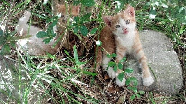 光影裂痕，蒂亚戈一箭穿云，南大王闪电击溃橙色风潮