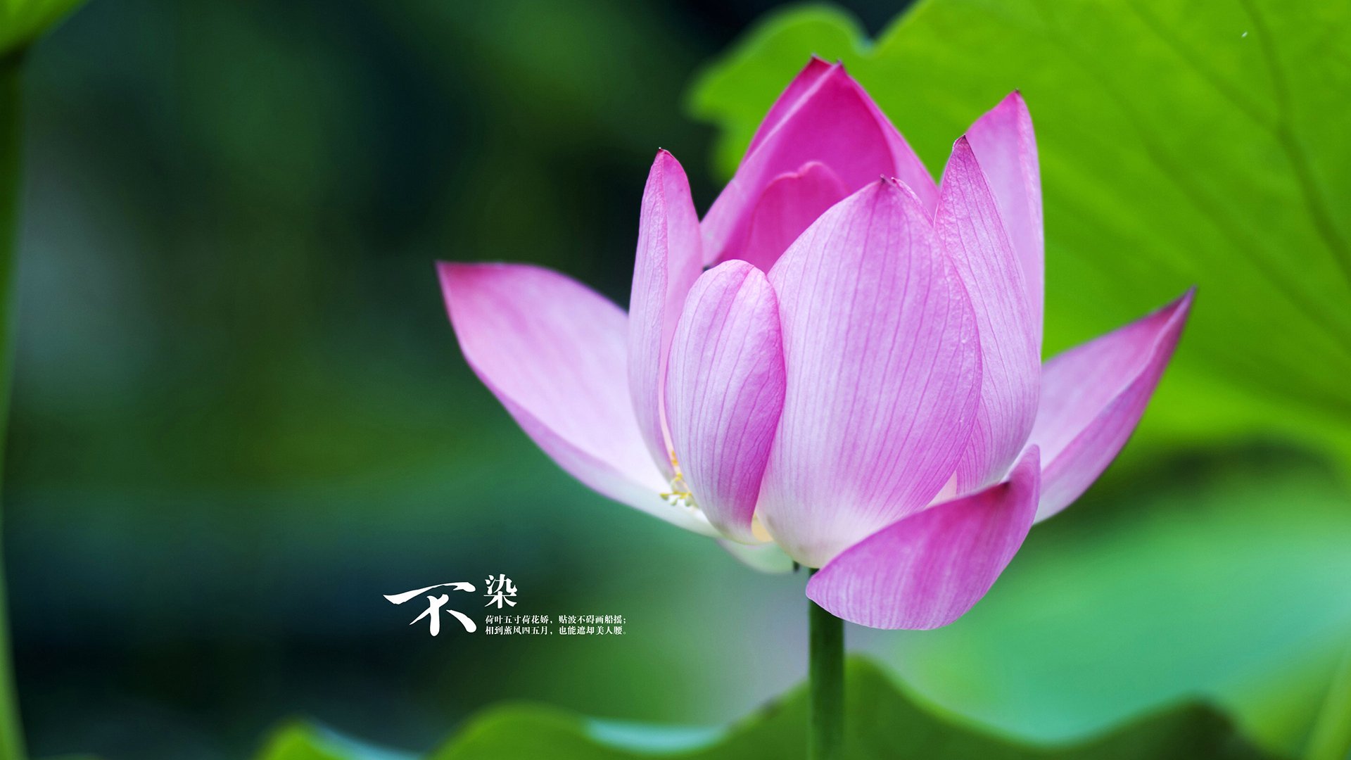 童话没有结局，只有一场真实的绞杀