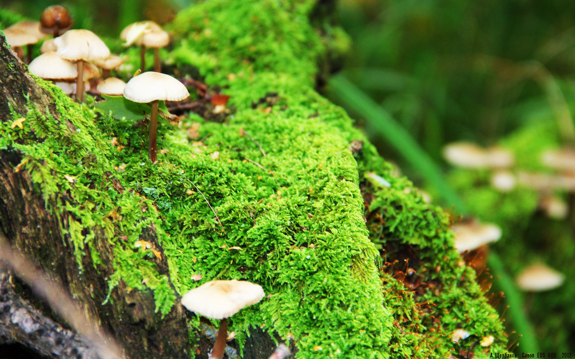 圣西罗新王降临，莱奥连斩破红军，AC米兰的暗夜独奏与欧冠格局裂变