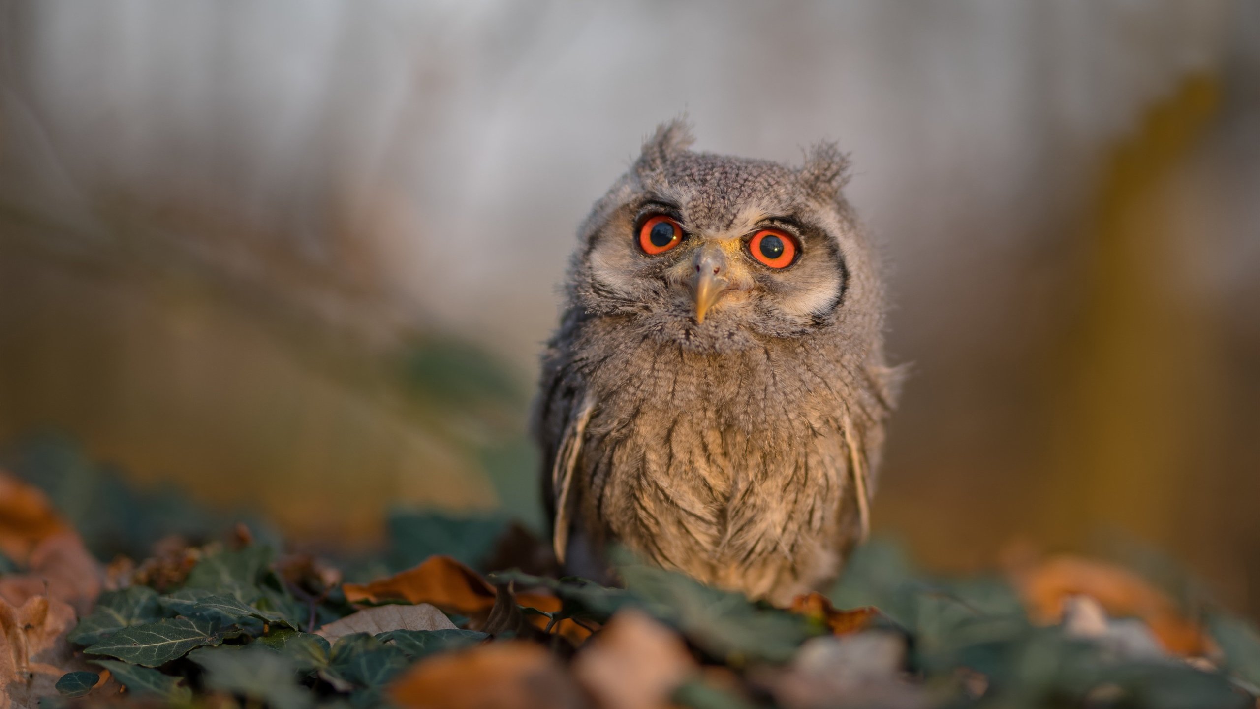 爱游戏娱乐-南美风暴 vs 北欧壁垒，厄瓜多尔与冰岛的美加墨世界杯血战前瞻